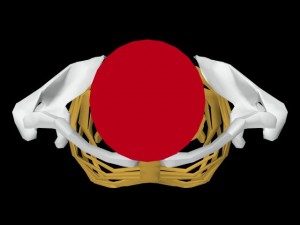 Single_Cylinder_Skeleton_Derivation-SingleCylinderCollarBonesOverhead