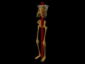 Single_Cylinder_Skeleton_Derivation-SkeletonLongCylinderAngledView