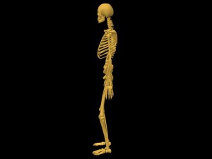 Single_Cylinder_Skeleton_Derivation-SkeletonProfileView