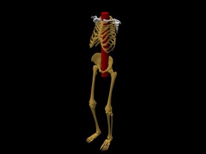 Single_Cylinder_Skeleton_Derivation-SkeletonShortCylinderAngledView