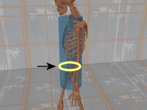 Stability_Ba_Gua_Stance-PelvicBoneCircleFront