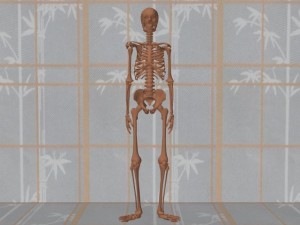 Stability_Ba_Gua_Stance-SkeletonFrontView