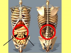 Yin_Fu_Single_Cylinder_01-IntestinesWithinCircularArea