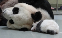 Yin_Yang_Related_Gallery_015.jpg