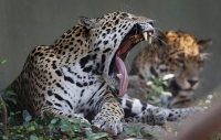 Big_Mouth_Gallery_025.jpg