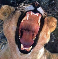 Big_Mouth_Gallery_030.jpg