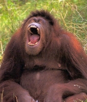 Big_Mouth_Gallery_031.jpg