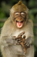 Big_Mouth_Gallery_036.jpg