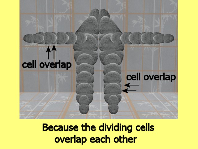 MultiCellVideo01-BecauseTheDividingCells01