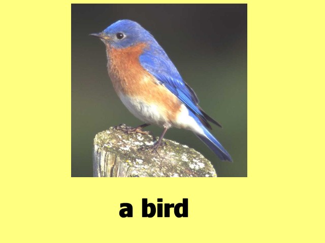 MultiCellVideo01-Bird