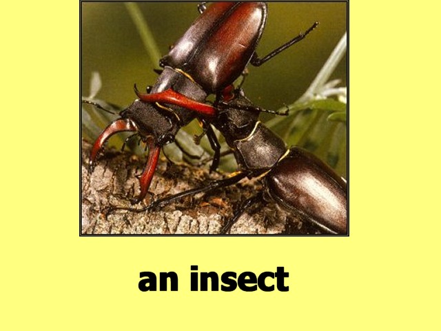 MultiCellVideo01-Insect