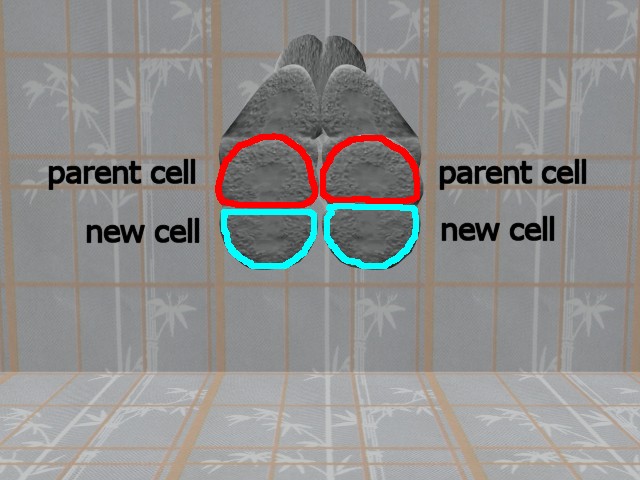 MultiCellVideo01-NewCells01SameSize