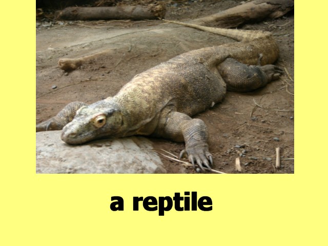 MultiCellVideo01-Reptile