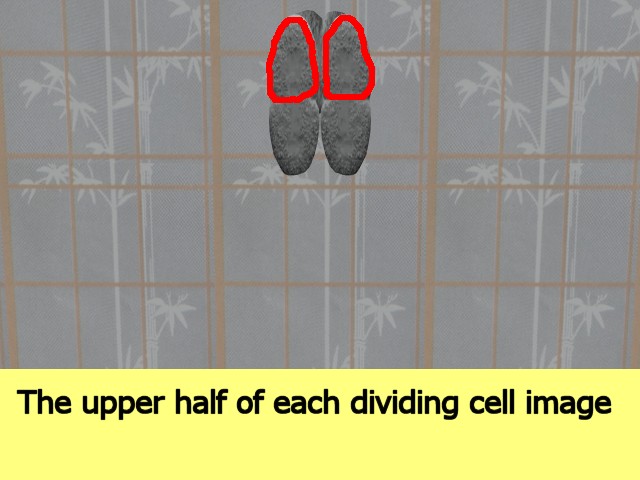 MultiCellVideo01-TheUpperHalfOfEachTitle01