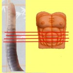The Worm View Of The Human Body Introduction