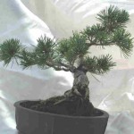 Cultivating Bonsai Is Like Cultivating The Body - The Secrets Of Life 12