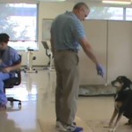 Dog detects thyroid cancer by smelling urine – and is correct nearly nine times out of 10