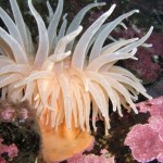 The Construction Of Sea Anemones Is Based On A Sperm Penetrating An Egg